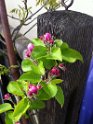 Apple blossoms, Cologne